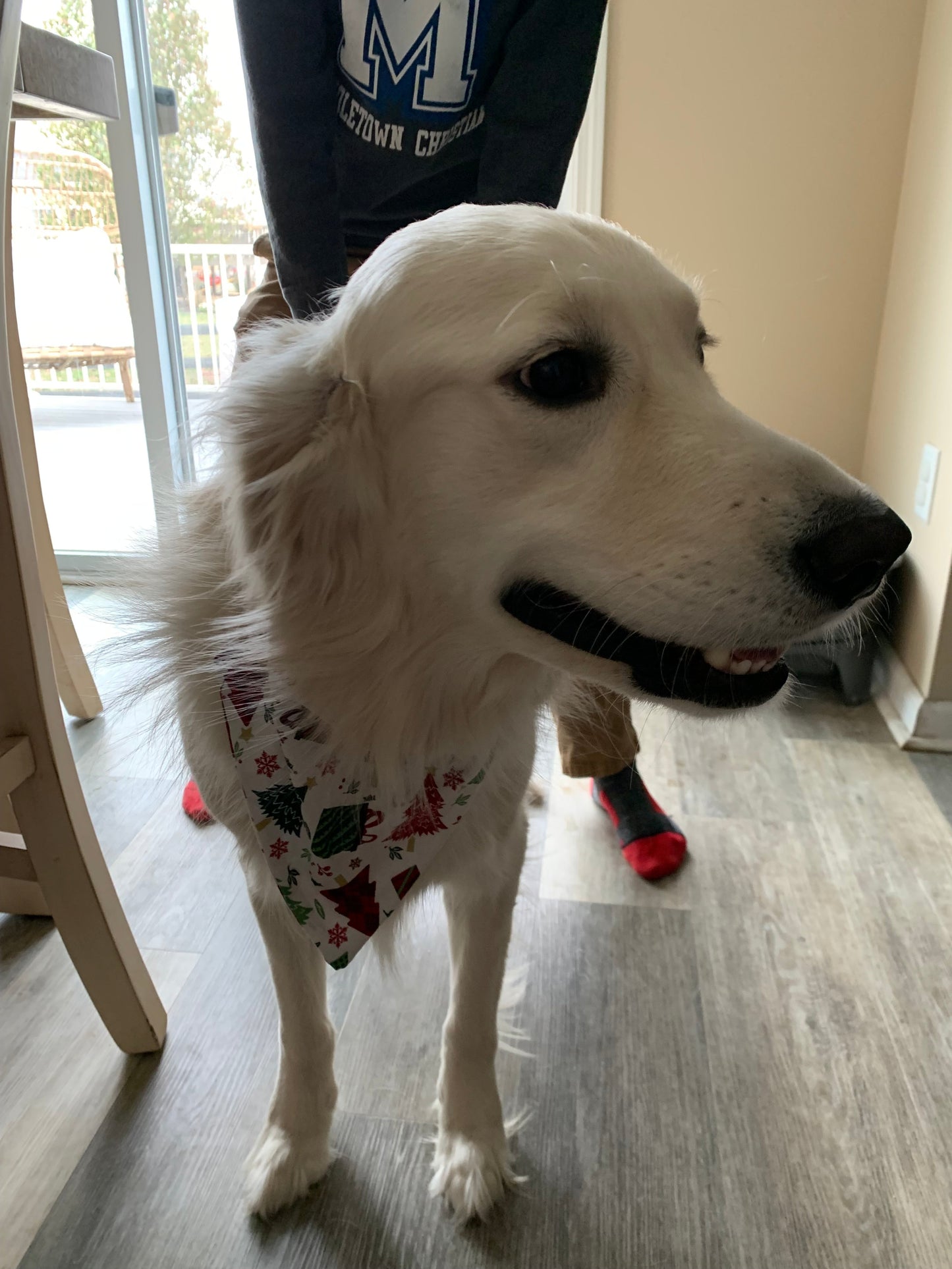 Star Stained Glass - Dog Bandana