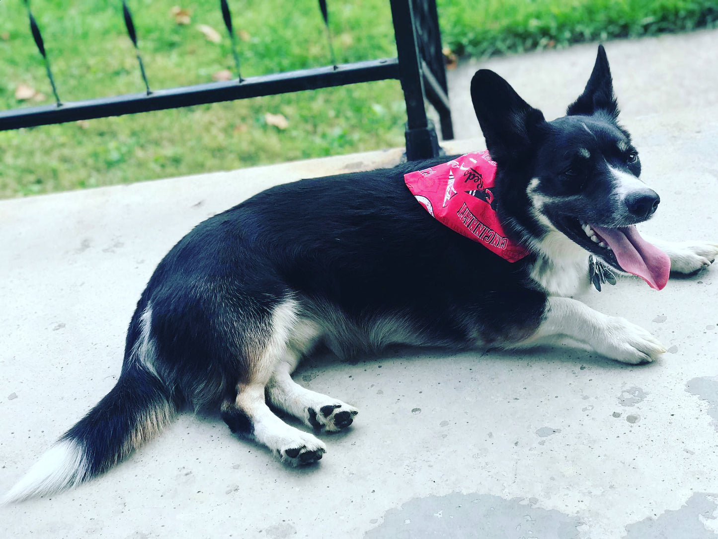 Skeletons - Glow in the Dark - Dog Bandanas