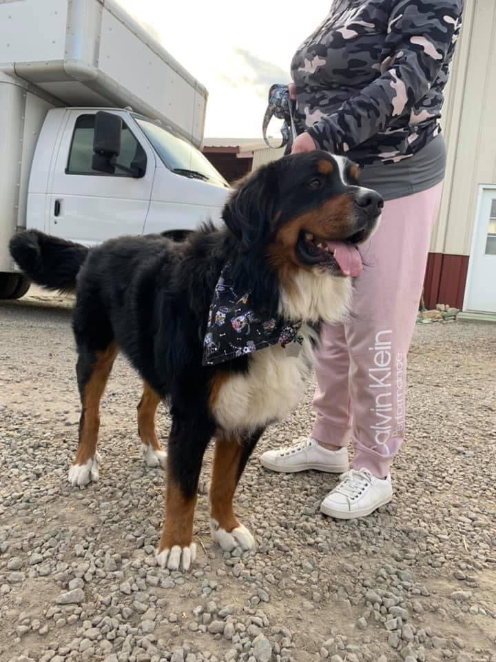 Bernese mountain 2025 dog bandana